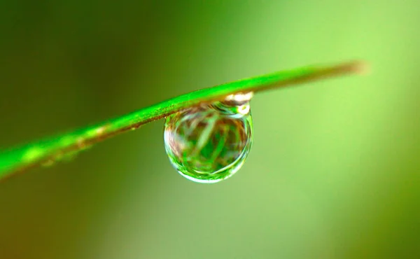 Egy vízcsepp közelsége a leveleken — Stock Fotó