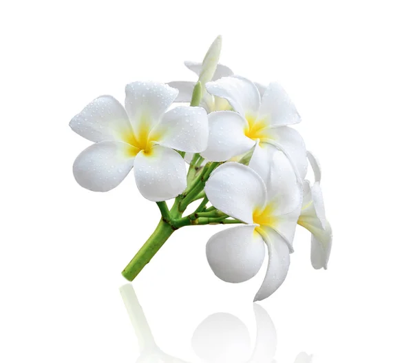 白色背景的Frangipani花 — 图库照片