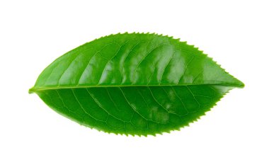 Beyaz arkaplanda izole çay yaprağı