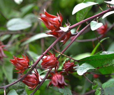Hibiscus sabdariffa veya roselle meyve çiçek