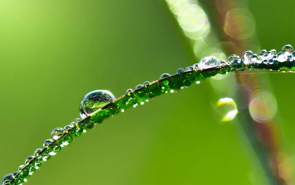 Wasser tropft morgens auf Blätter — Stockfoto