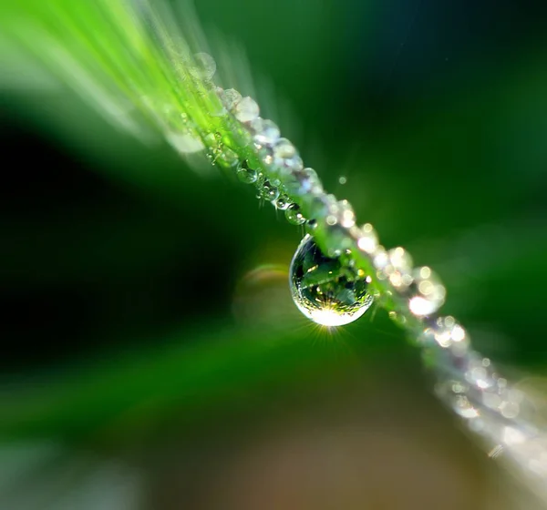 Gotas de água nas folhas i — Fotografia de Stock