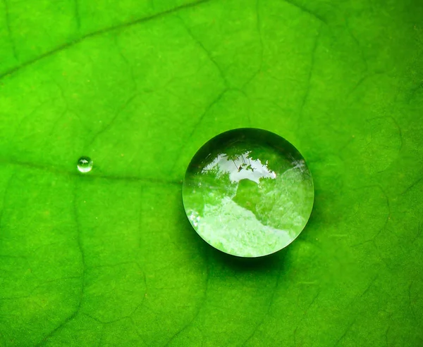Капли воды на лист лотоса — стоковое фото