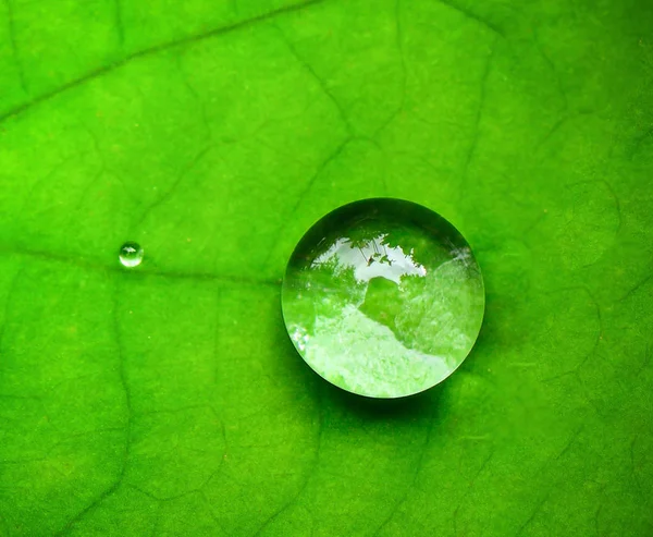 Goccia acqua sulla foglia di loto — Foto Stock