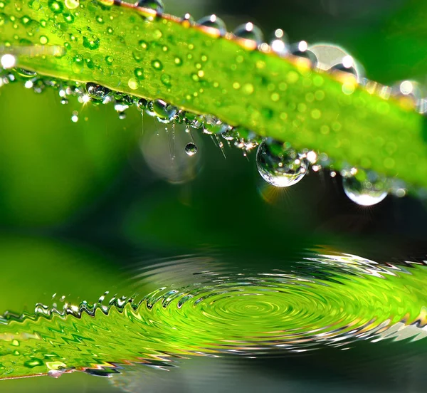 Wasser tropft morgens auf Blätter — Stockfoto