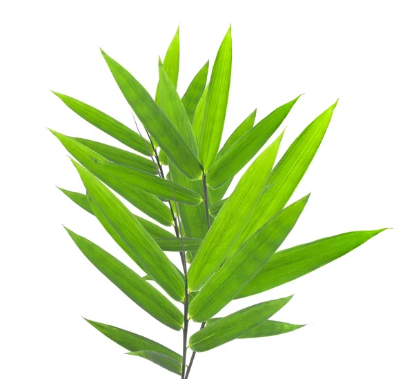 Green bamboo leaves on a white background — Stock Photo, Image