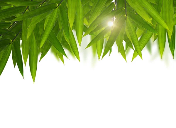 Folhas de bambu verde em um fundo branco — Fotografia de Stock