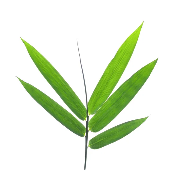 Bamboe bladeren op een witte achtergrond — Stockfoto