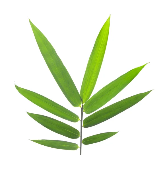 Bamboe bladeren geïsoleerd op een witte achtergrond — Stockfoto