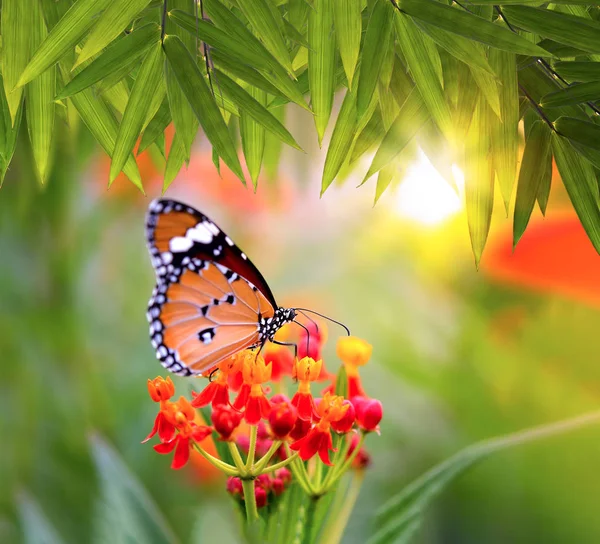 Бабочка на оранжевом цветке в саду — стоковое фото