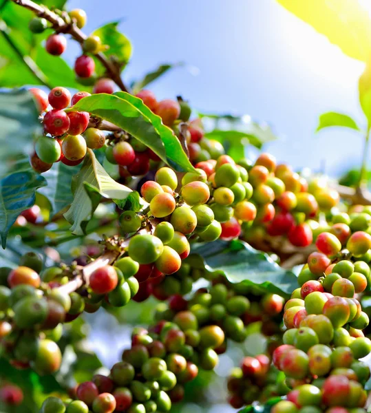 Granos de café madurando en el árbol — Foto de Stock