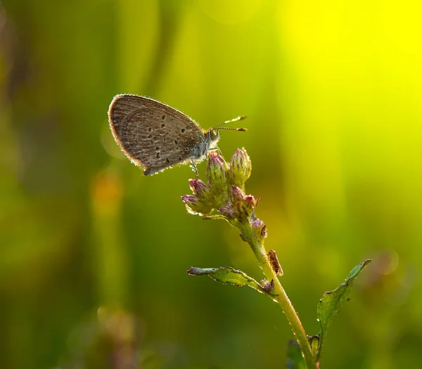 Schmetterling ernährt sich von rosa Blüten in einem Sommergarten. — Stockfoto