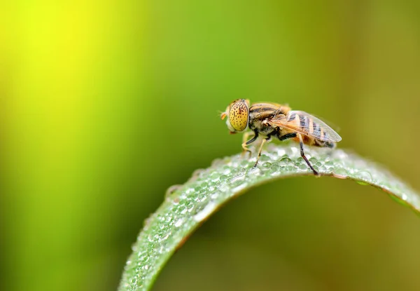 Mosca del insecto encendido en hoja verde — Foto de Stock