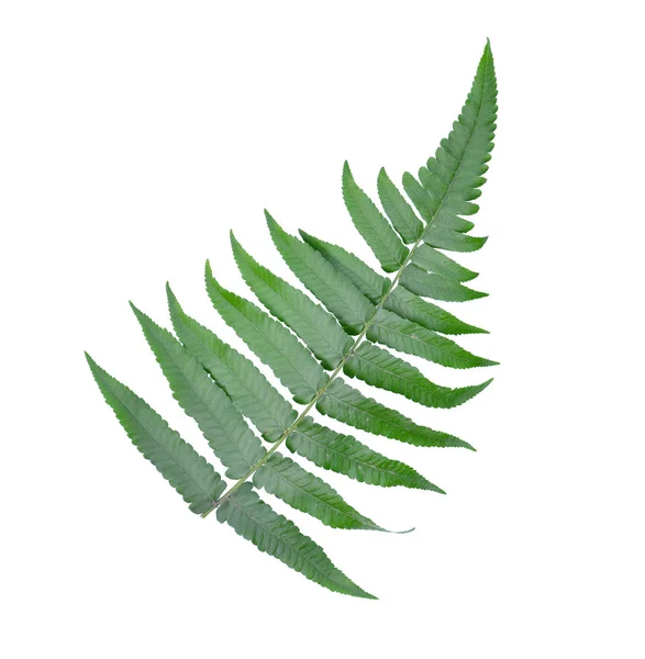 Fern leaf isolated on white background — Stock Photo, Image