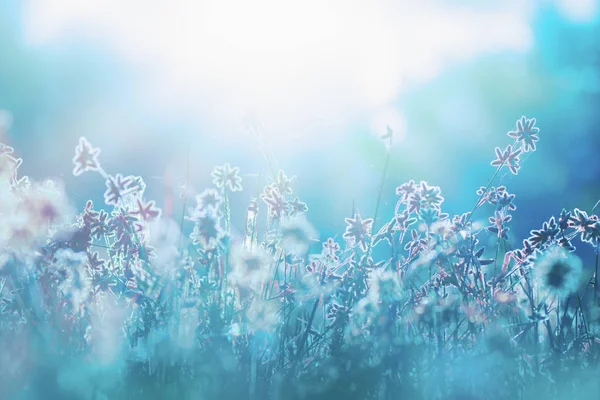 Sonbahar çimleri ve kır çiçeği arka plan