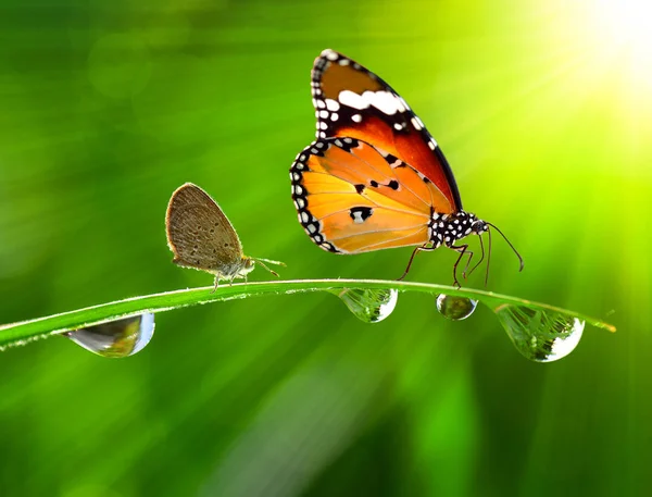 Orvalho de manhã em uma grama de primavera e borboleta — Fotografia de Stock