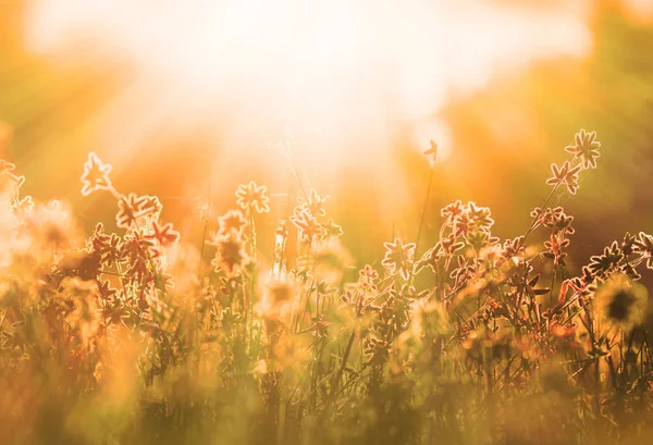 Sonbahar çimleri ve kır çiçeği arka plan — Stok fotoğraf