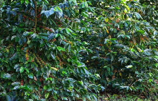 Granos de café en árbol en granja —  Fotos de Stock