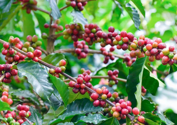 Kaffebönor på träd i gård — Stockfoto