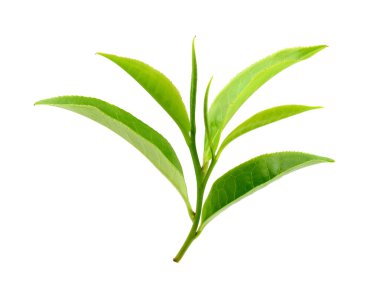 Beyaz arkaplanda yeşil çay yaprağı izole
