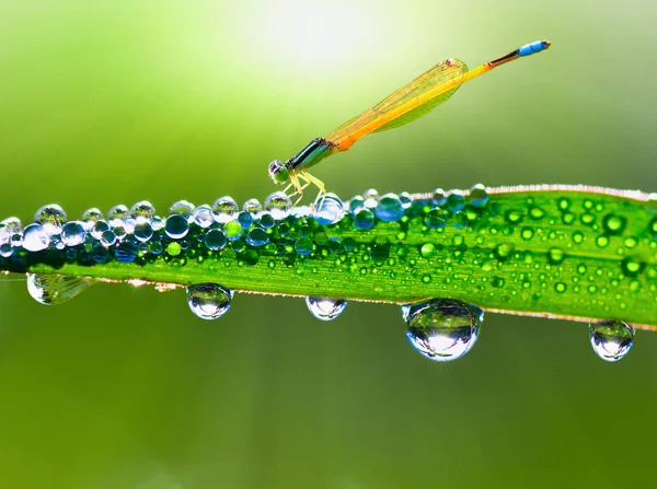 Libelle auf einem Halm, der am Morgen mit Tau bedeckt ist — Stockfoto