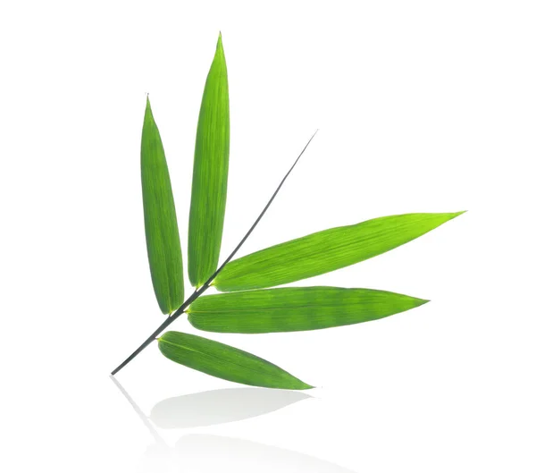 Bamboo leaves on a white background — Stock Photo, Image
