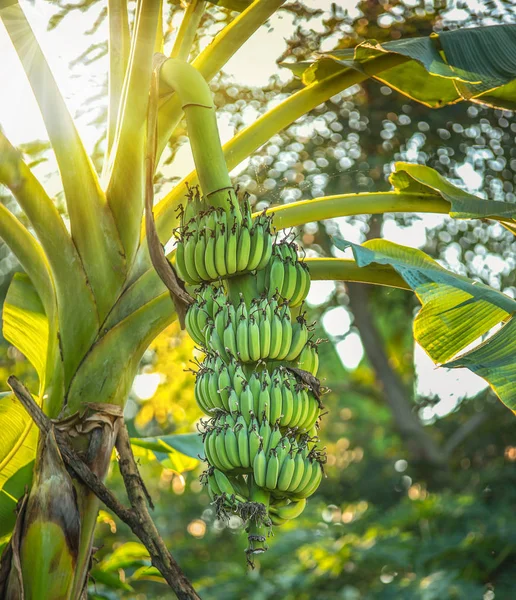 Бананы, растущие на дереве — стоковое фото