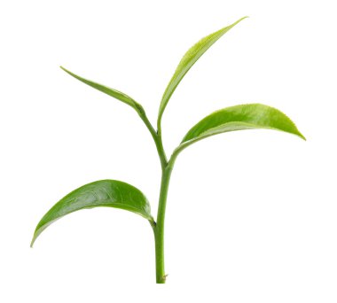 Beyaz arkaplanda yeşil çay yaprağı izole