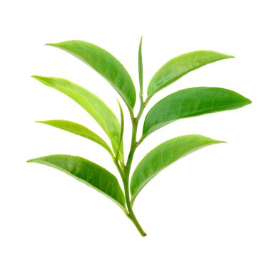 Beyaz arkaplanda yeşil çay yaprağı izole