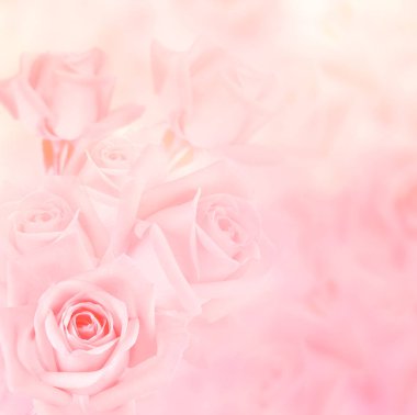 arka plan için romantik güller