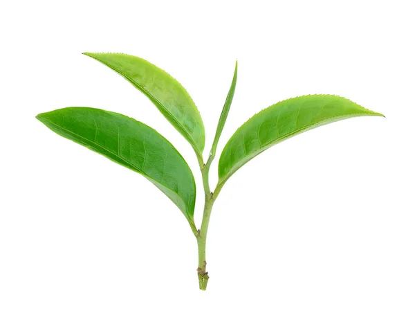 Feuille de thé vert isolé sur fond blanc — Photo
