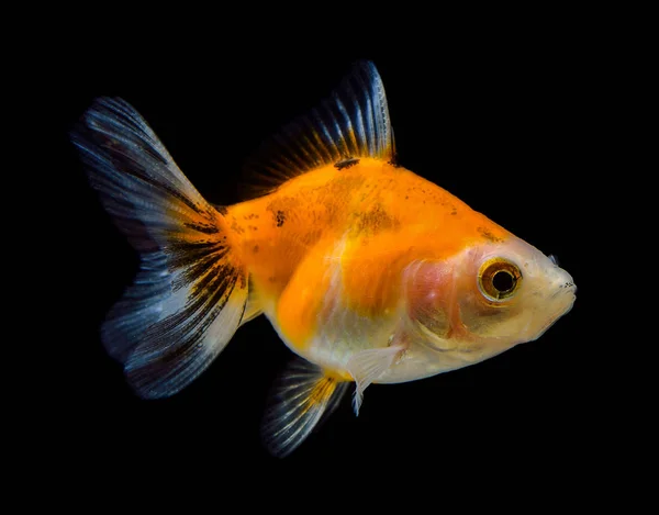Золотая рыба на черном фоне — стоковое фото
