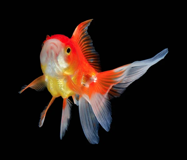 Gold fish on black — Stock Photo, Image