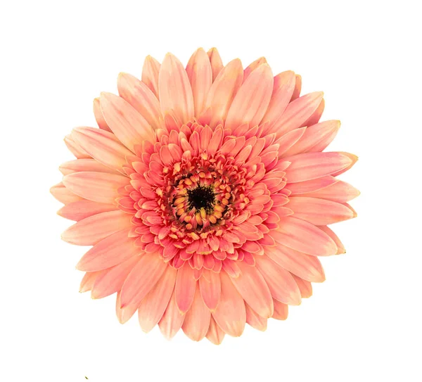 Gerbera flower isolated on a white background — Stock Photo, Image