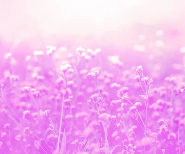 Grama de outono rosa e fundo de flores silvestres — Fotografia de Stock