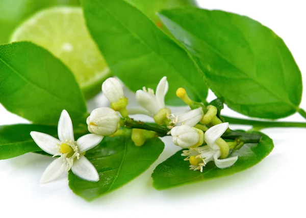 Fleurs de lime fraîches sur fond blanc — Photo