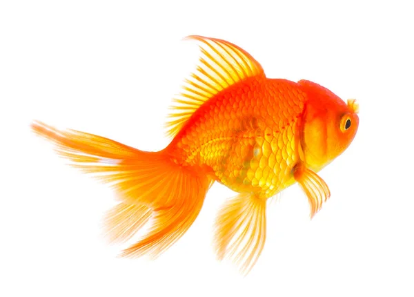 Gold fish isolated on white background — Stock Photo, Image