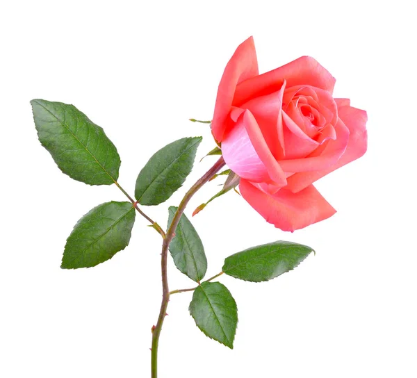Roze roos op witte achtergrond — Stockfoto