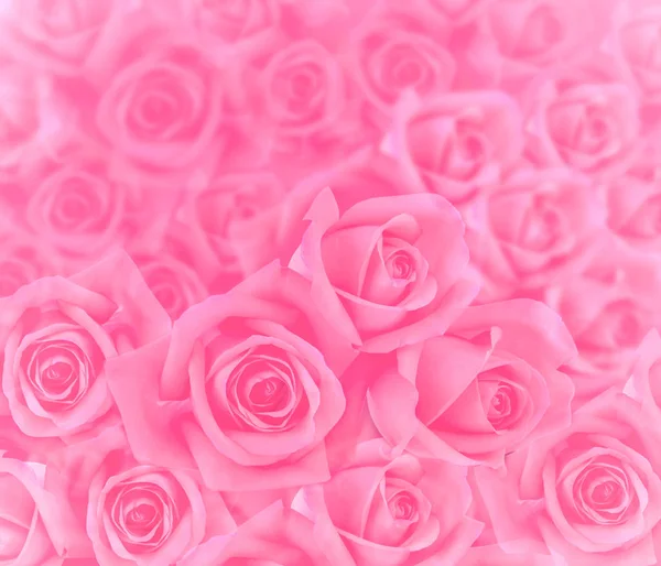 Pink roses for background — Stock Photo, Image