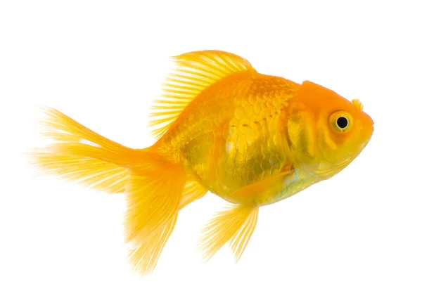 Золота риба на білому тлі — стокове фото