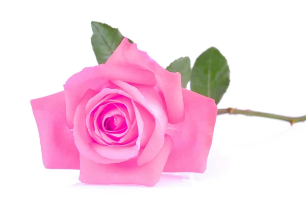 Pink rose on white background — Stock Photo, Image