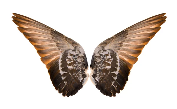 Flügel isoliert auf weißem Hintergrund — Stockfoto