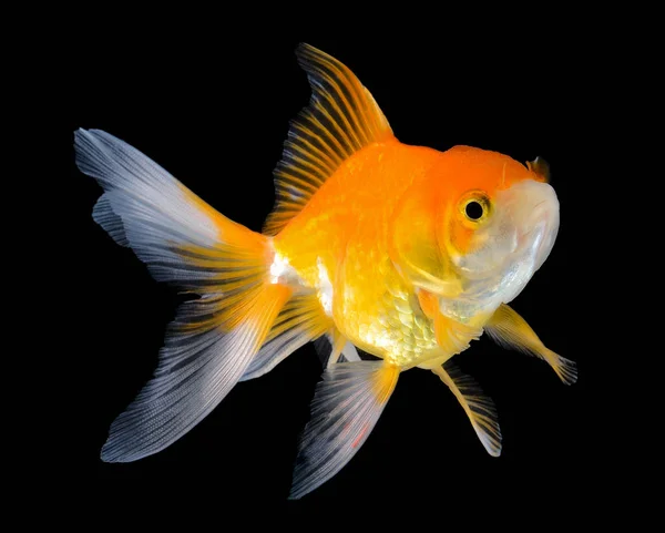 Gold fish on black background — Stock Photo, Image