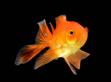 siyah zemin üzerine altın balık