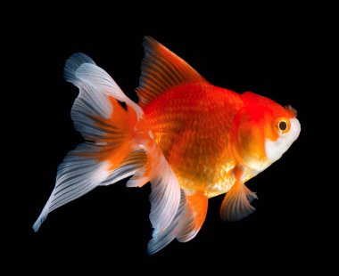 siyah zemin üzerine altın balık