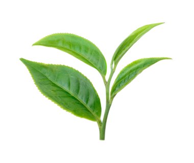 Beyaz arkaplanda izole çay yaprağı