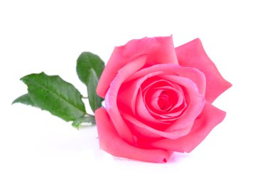 Beyaz arkaplanda pembe gül