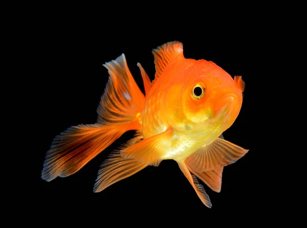Goldfisch auf schwarzem Hintergrund — Stockfoto