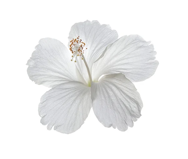 Beyaz arkaplanda izole edilmiş Hibiscus çiçeği — Stok fotoğraf