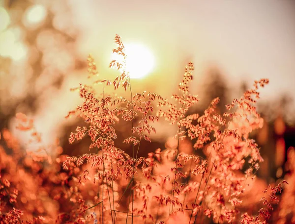 Gün batımını çimen çiçek. — Stok fotoğraf